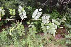 Ormocarpum cochinchinense